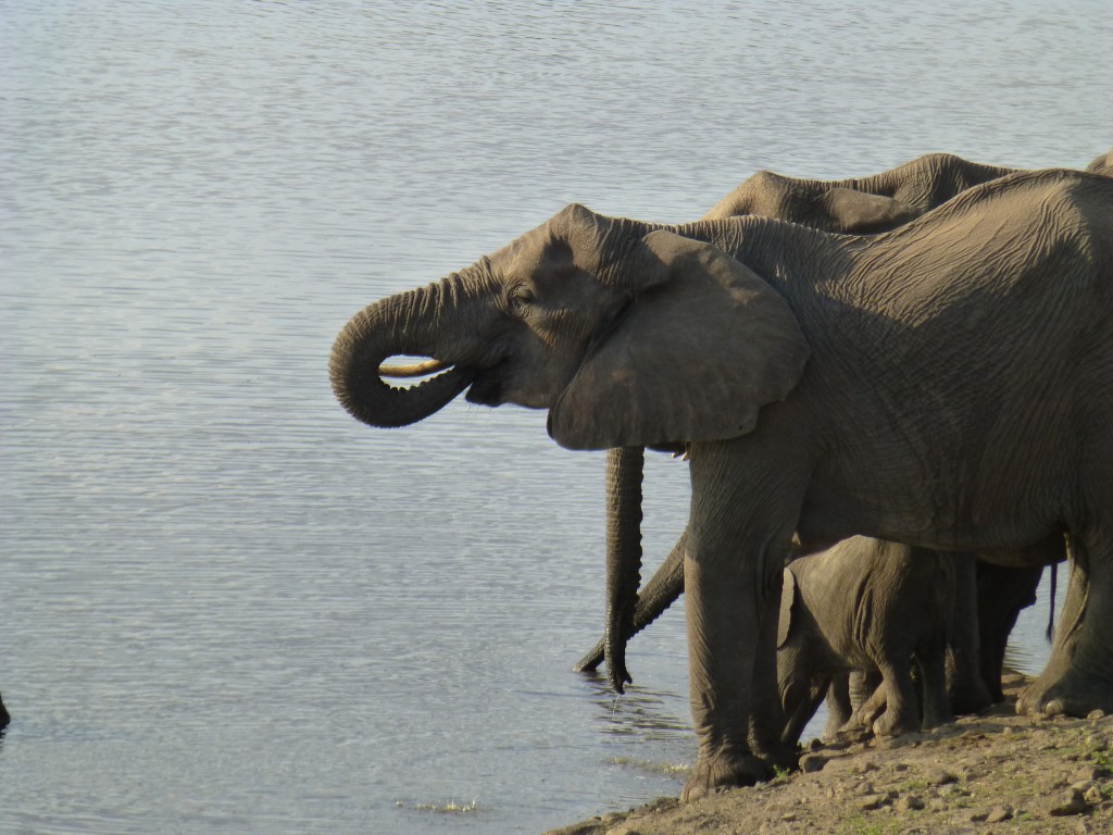 De derde dag van mijn Wildlife Avontuur, Zuid Afrika