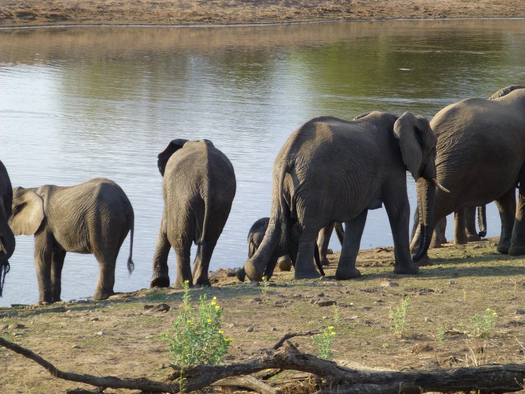 De derde dag van mijn Wildlife Avontuur, Zuid Afrika