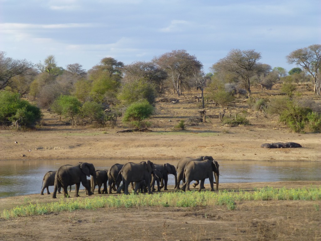 Third day of my Adventure - Safari