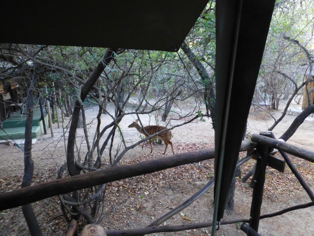 De derde dag van mijn Wildlife Avontuur, Zuid Afrika