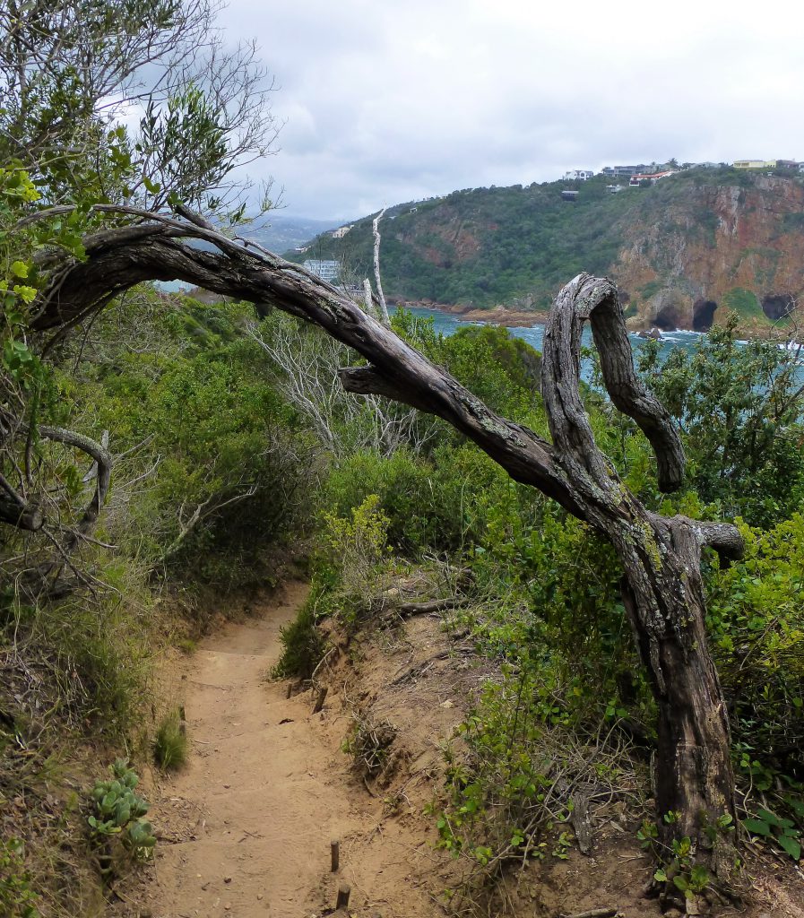 Hiken in NP Featherbed in Knysna Heads - Zuid Afrika