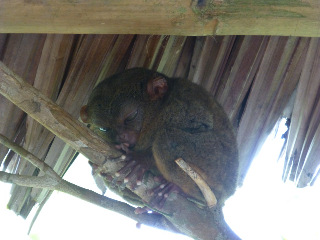 Tarsier aapje op Bohol, Filipijnen