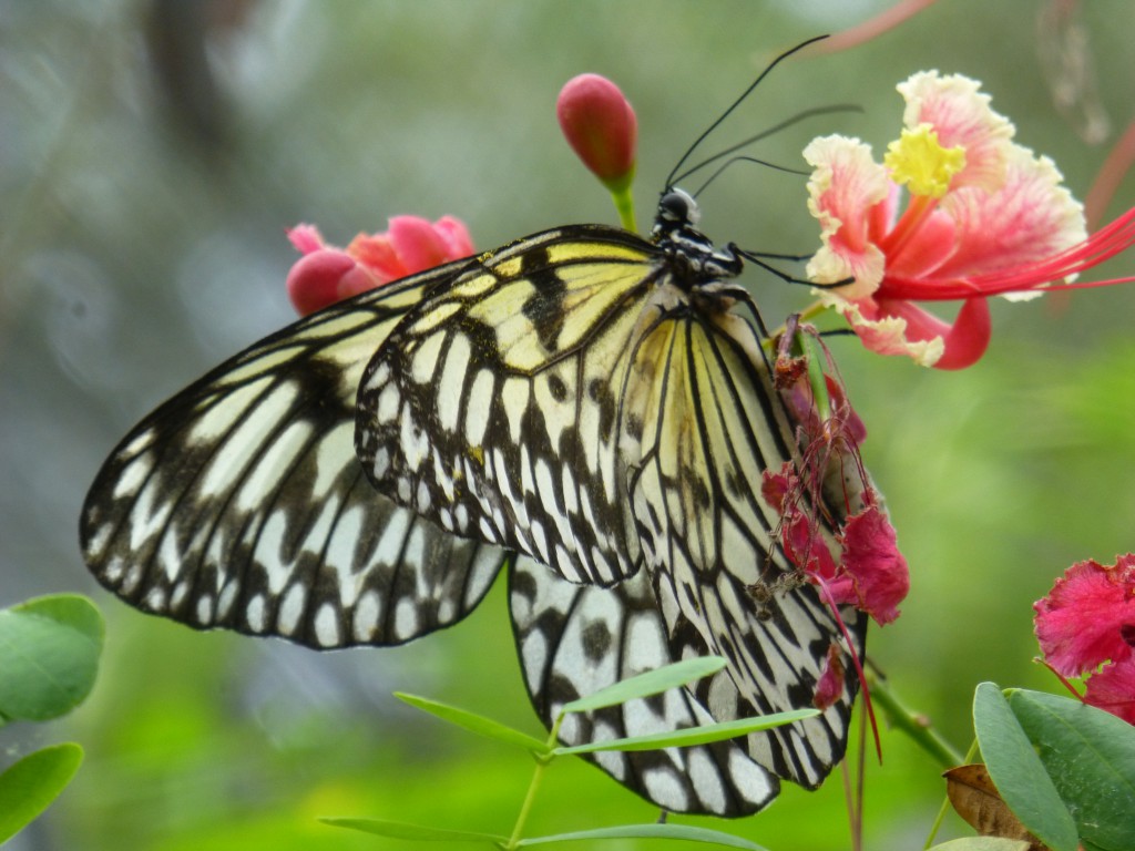 Bohol, Filipijnen - Vlindertuin