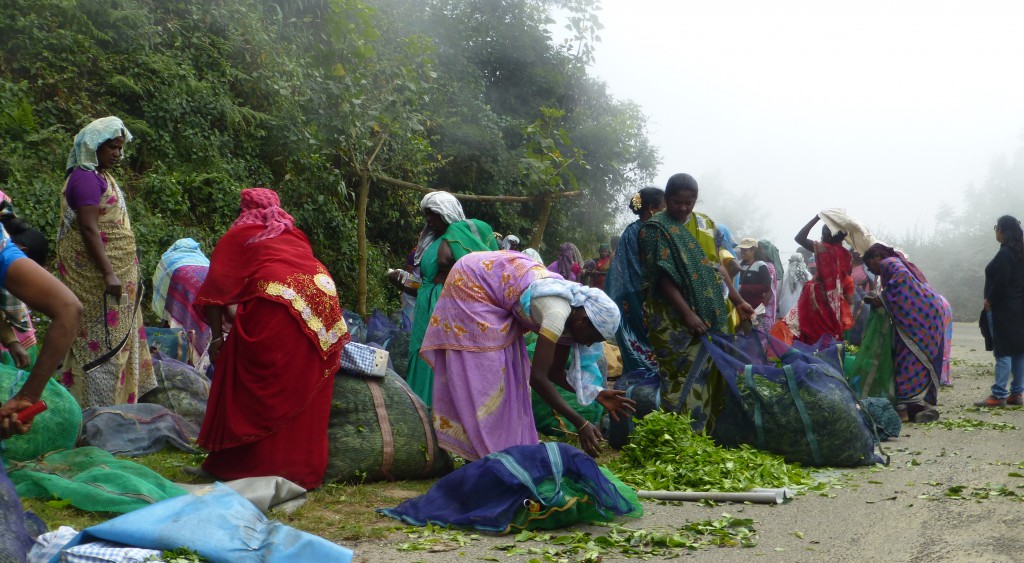 Kannan Devan Hills, Tea Factory, Kerala