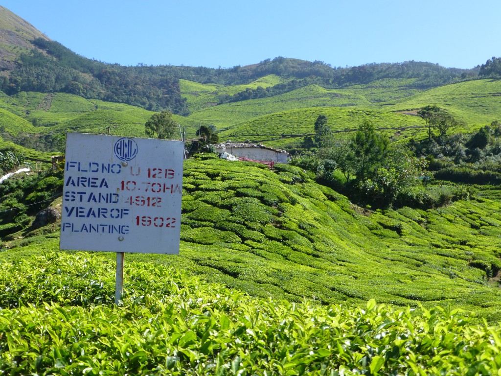 De tocht door de Theeplantages Munnar - Kerala