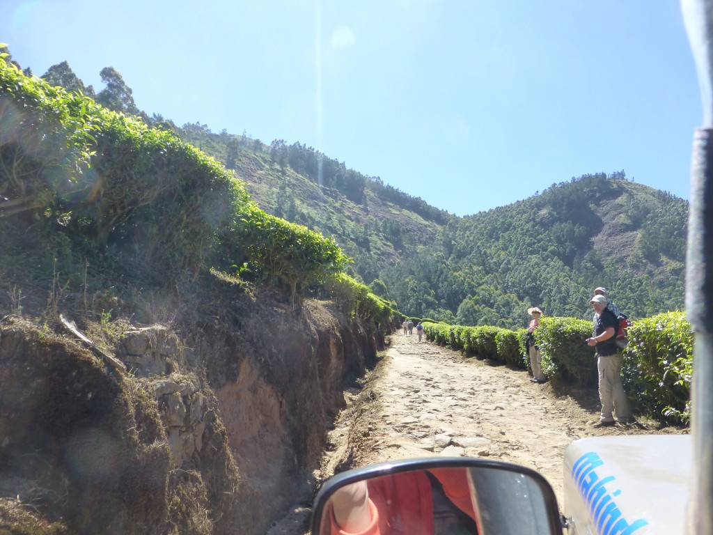 De tocht door de Theeplantages Munnar - Kerala