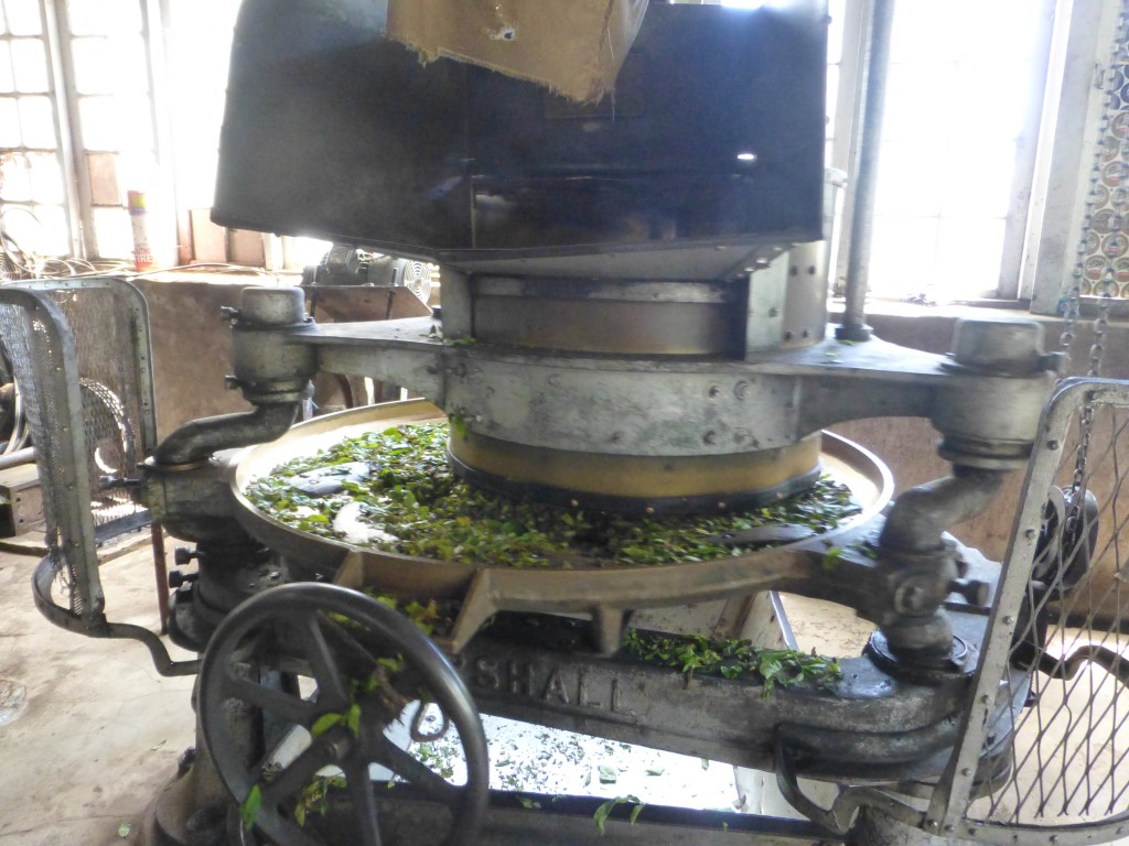 Kannan Devan Hills, Tea Factory, Kerala