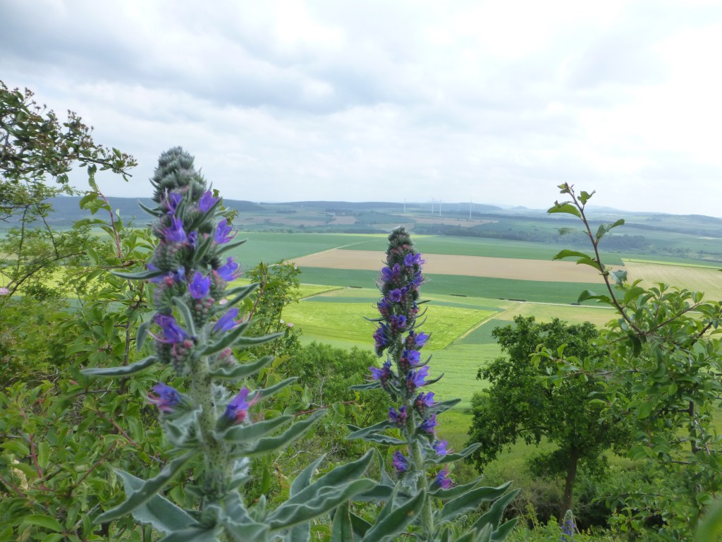 Flowers on Desenberg