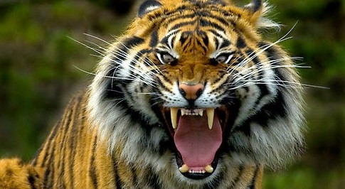 Best+Tiger+Roar (2)