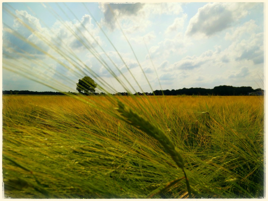 Op zoek naar de hunebedden in Drenthe, Nederland