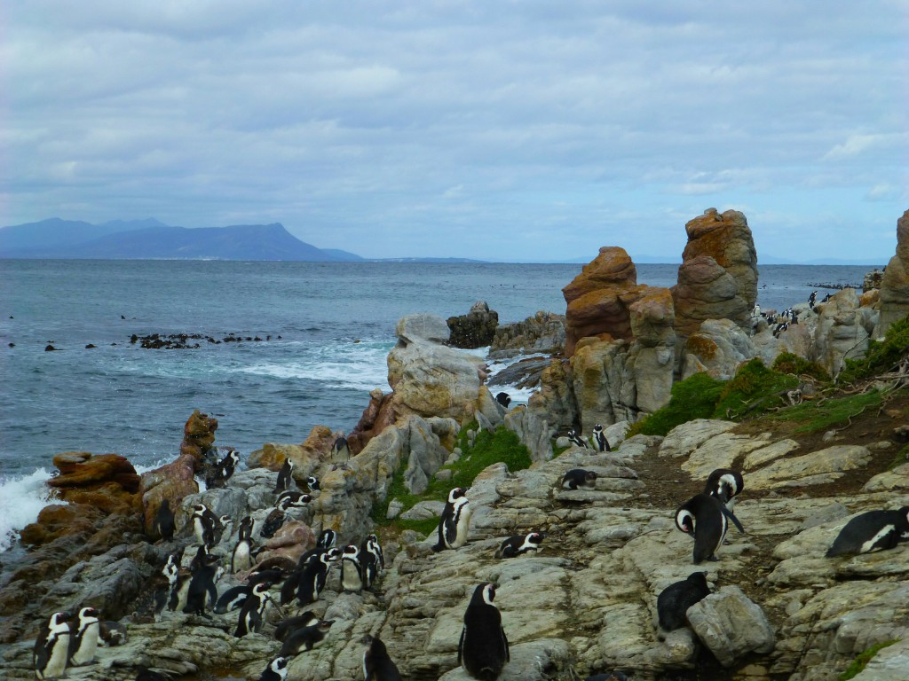 Walvis Spotten in Hermanus Baai, Zuid Afrika