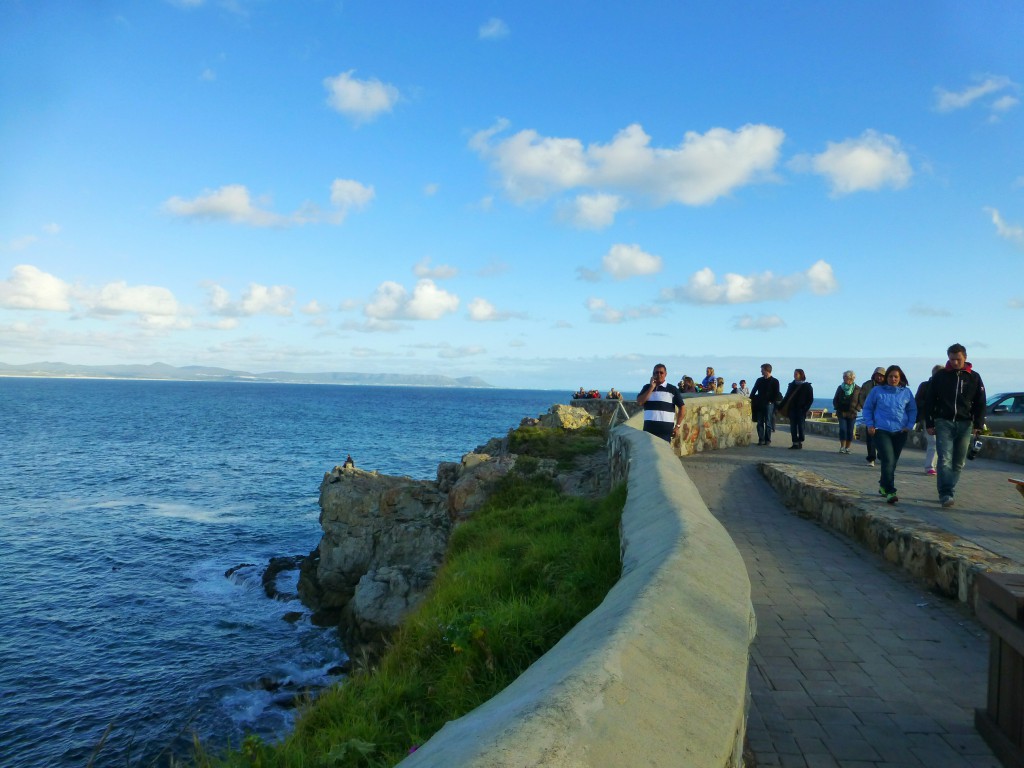 Walvis Spotten in Hermanus Baai, Zuid Afrika