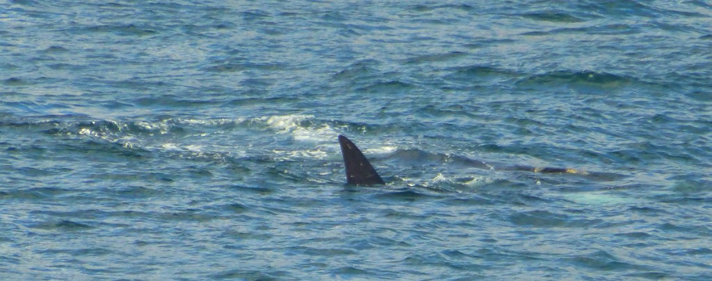 Spotting whales in Hermanus bay, South Africa