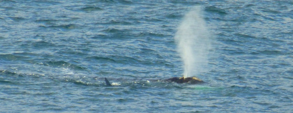 Spotting whales in Hermanus bay, South Africa