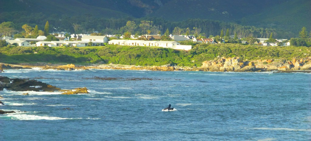 Spotting whales in Hermanus bay, South Africa