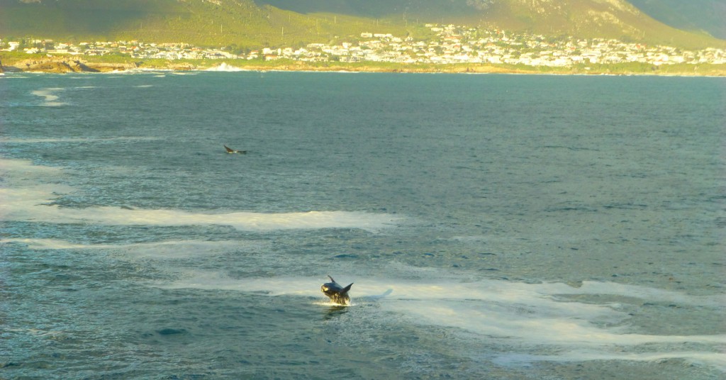 Spotting whales in Hermanus bay, South Africa