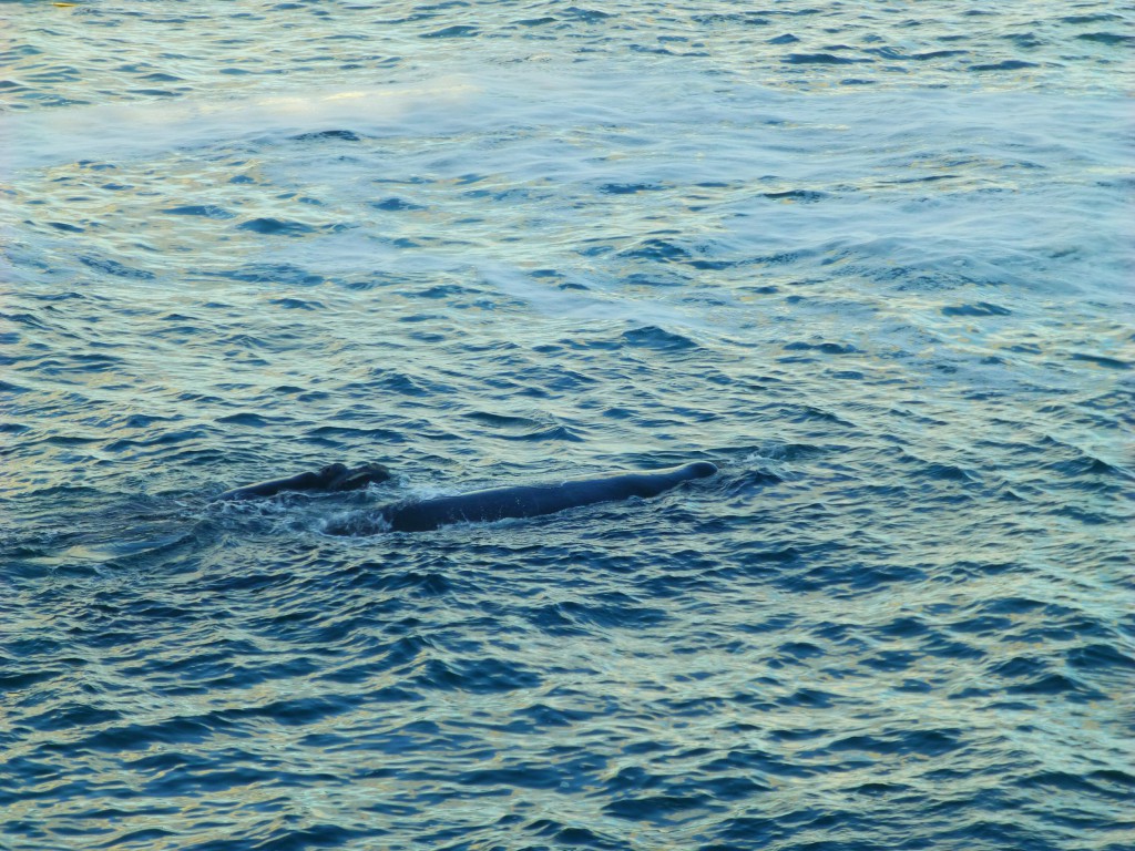 Spotting whales in Hermanus bay, South Africa