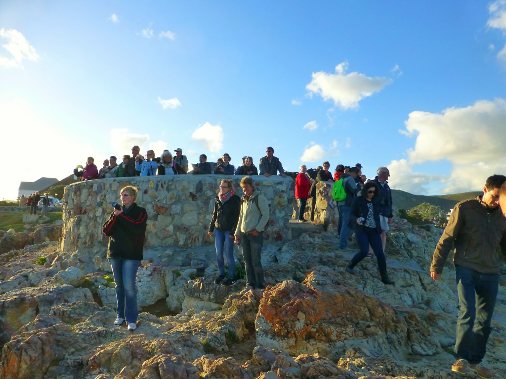 Spotting whales in Hermanus bay, South Africa