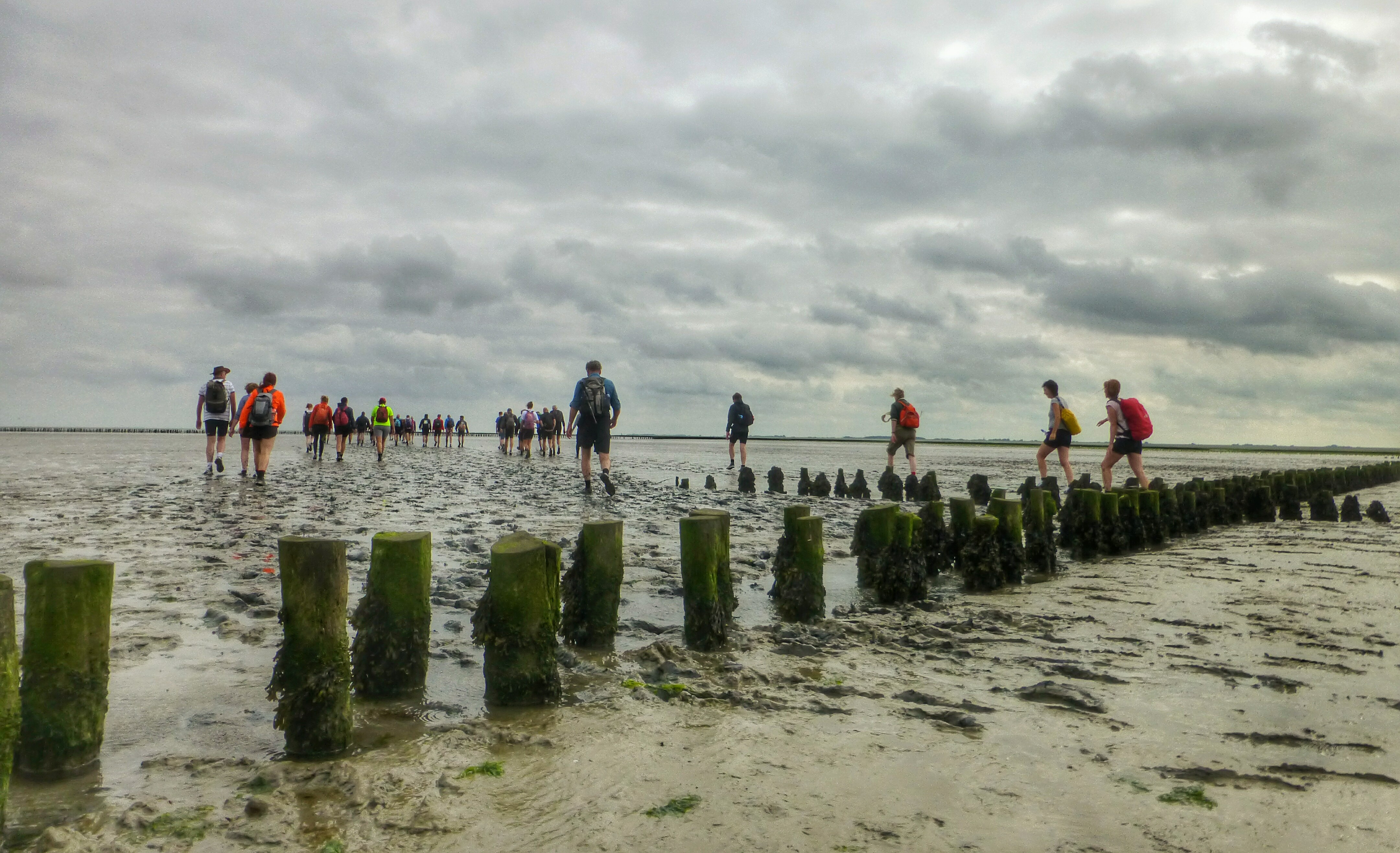 Intertidal walk Waddensea