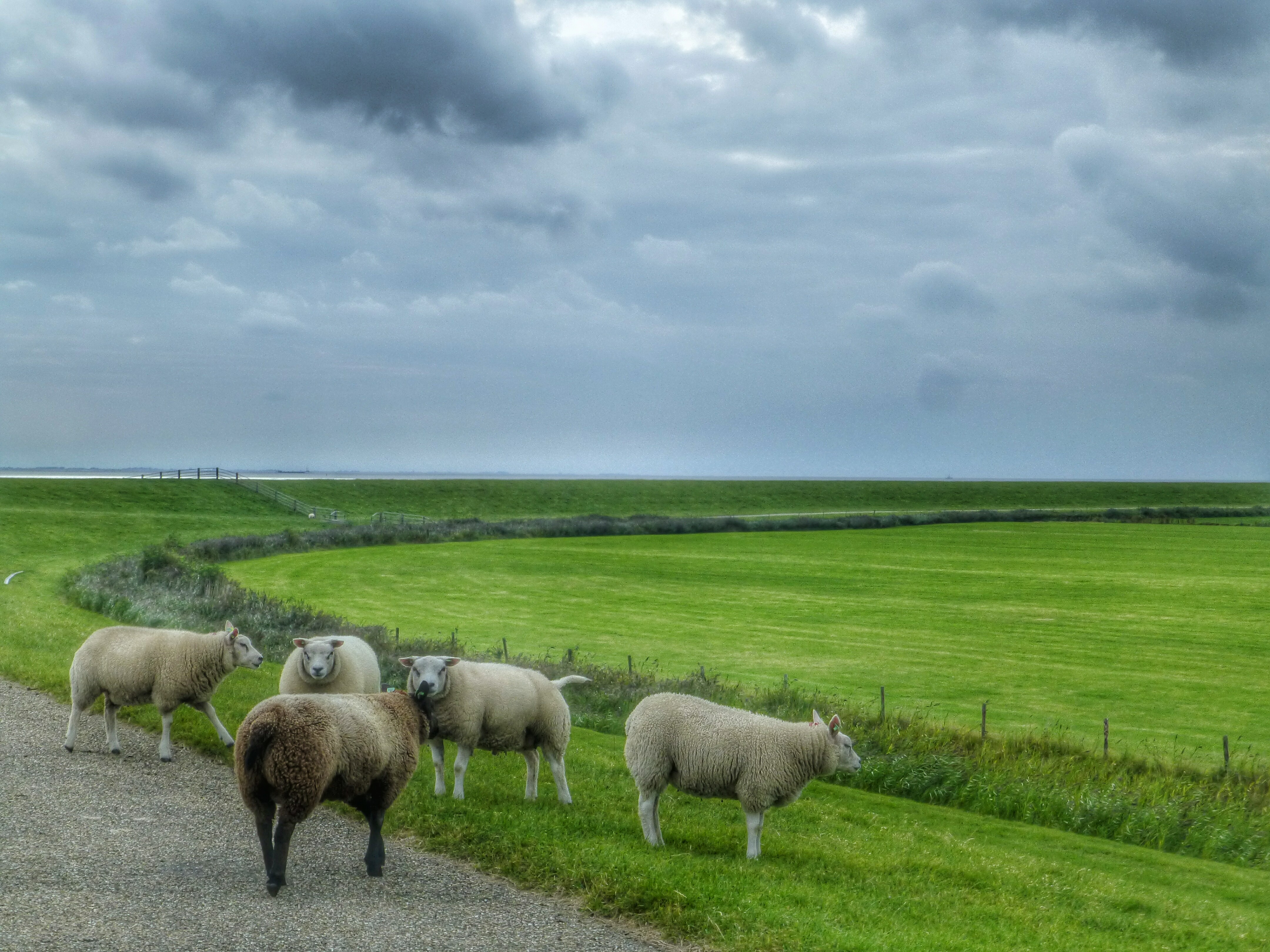 Sheep on Ameland