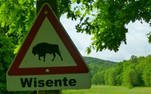 Wisente