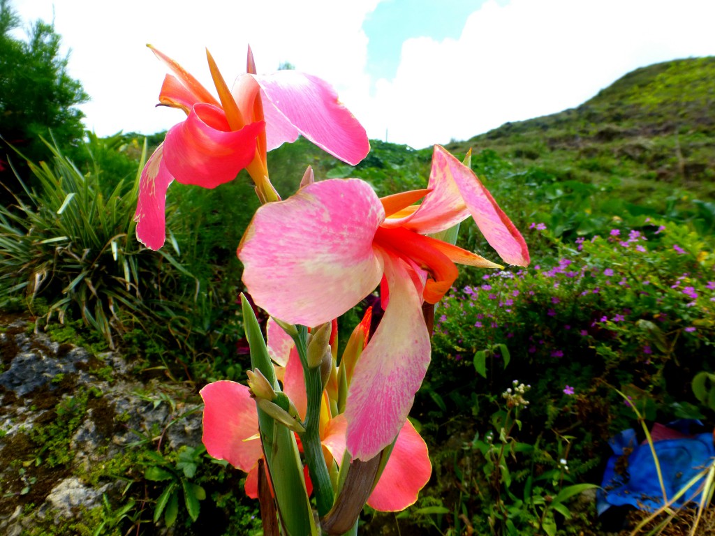 Flower Osmena Peak