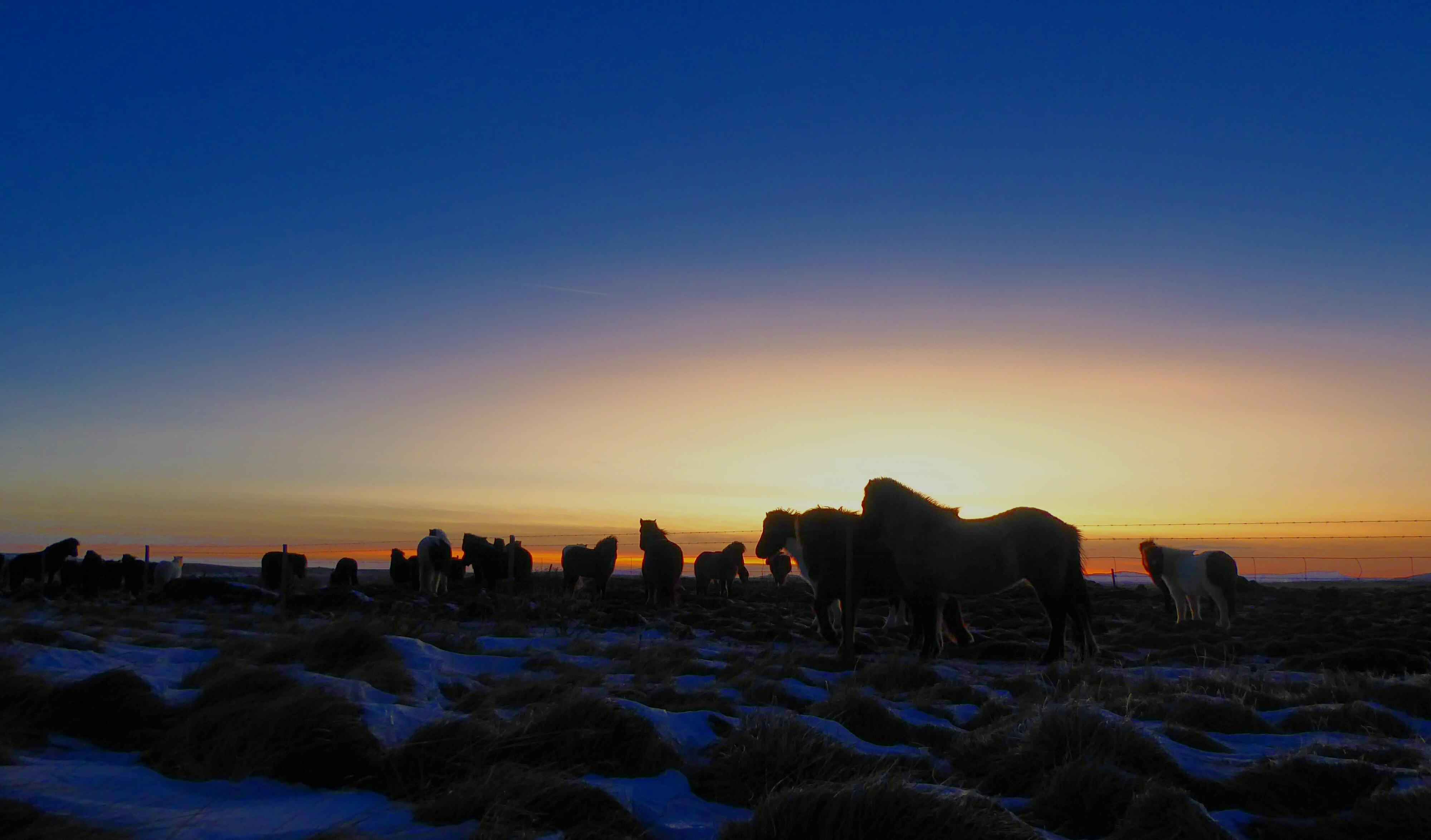 Postcard - Iceland - Icelandic Horses