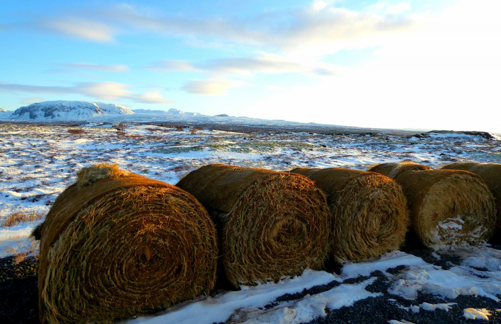 Thingvellir - IJsland P2