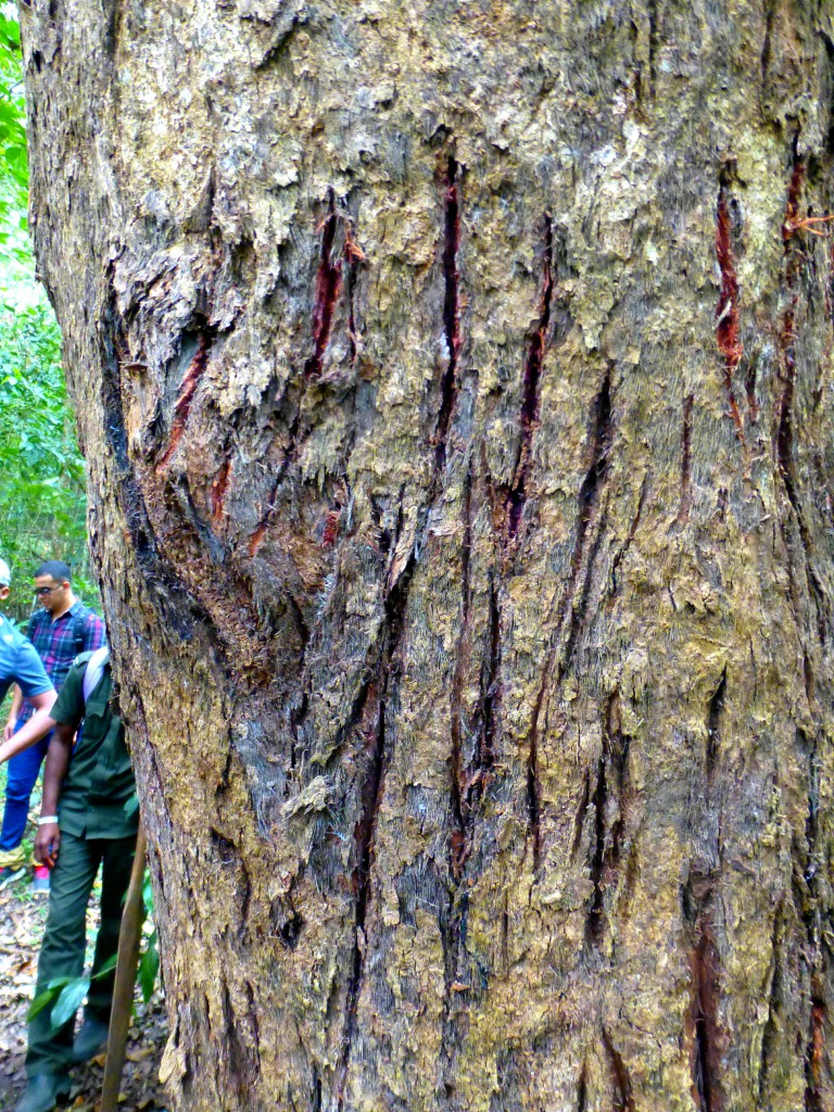 Tijger spotten - Periyar Tiger Resereve