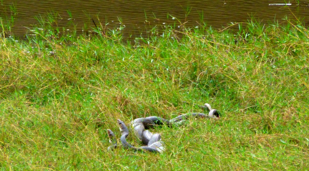 Periyar Tiger Reserve, Thekkady - Kerala, India