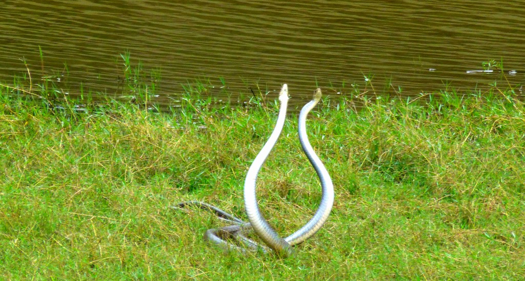 Geweldige sighting, Dansende Cobra's