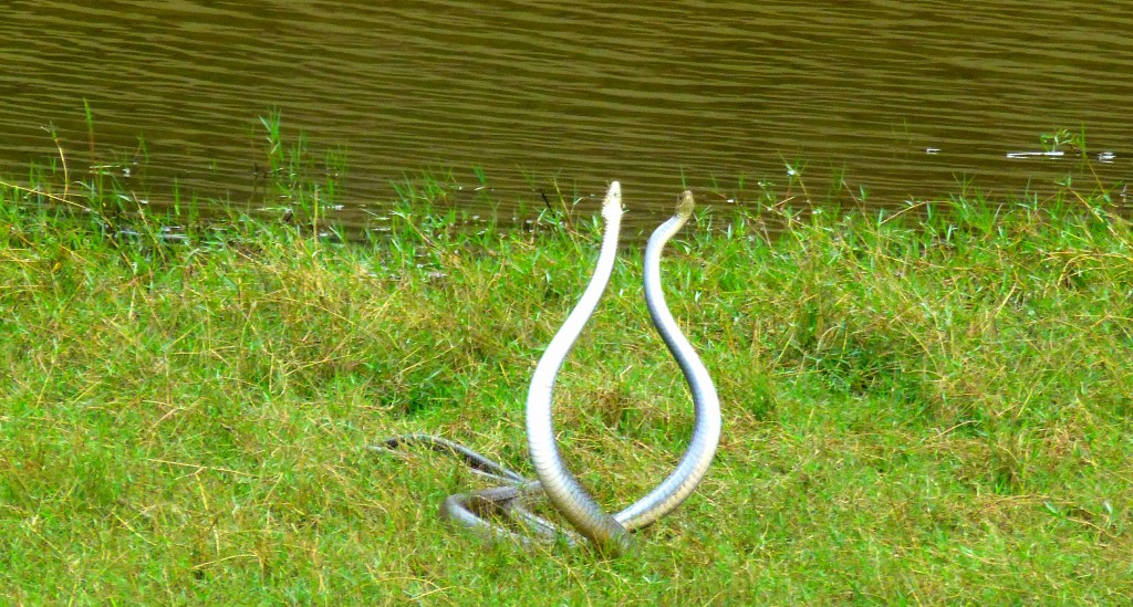 Periyar Tiger Reserve, Thekkady - Kerala, India