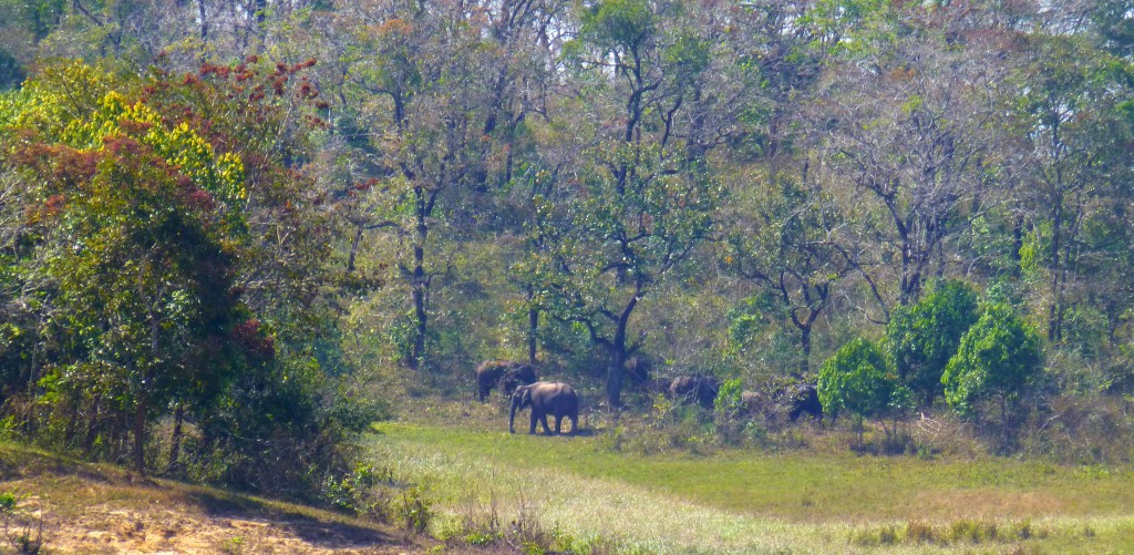 Tijger spotten - Periyar Tiger Reserve