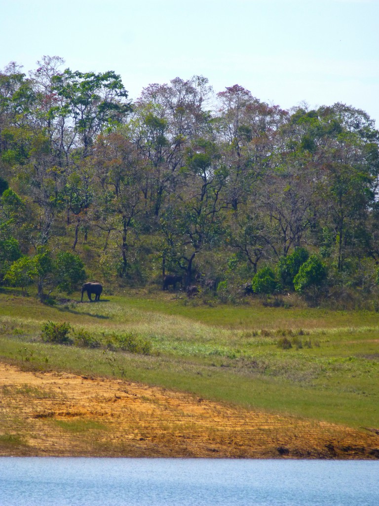 Periyar Tiger Reserve, Thekkady - Kerala, India