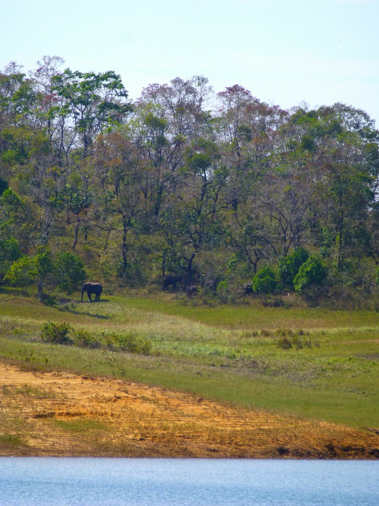 Tijger spotten - Periyar Tiger Reserve