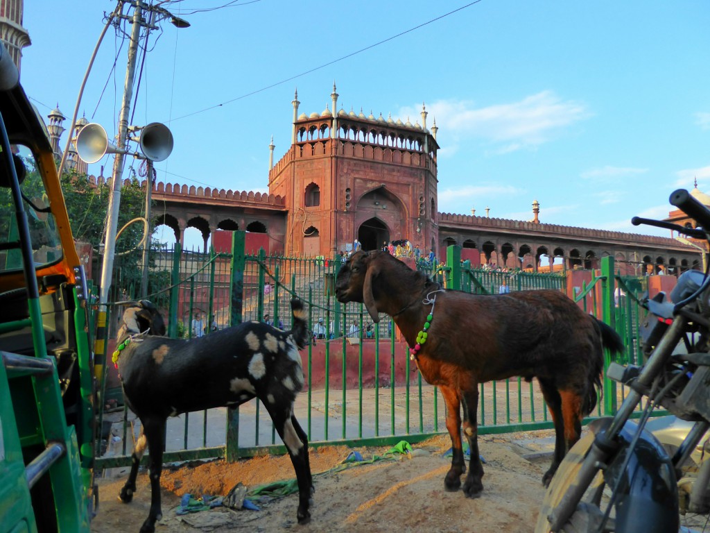 Jama Masjid, Delhi