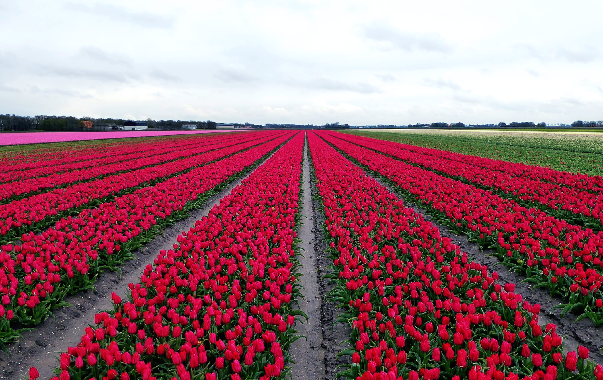 Tulip Route 2016 Holland