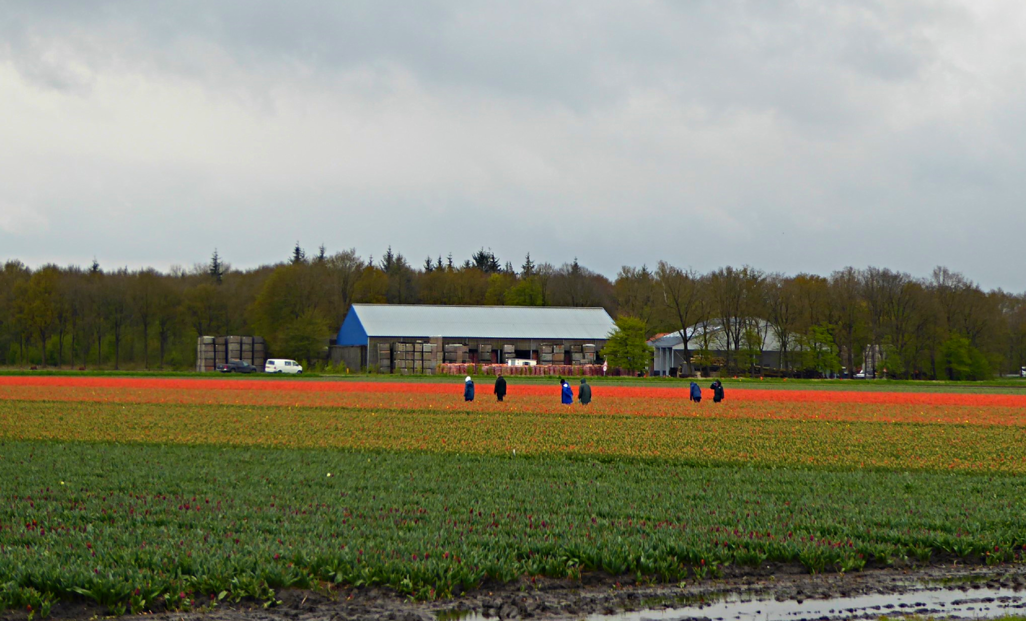 Tulip Tour 2016 Holland