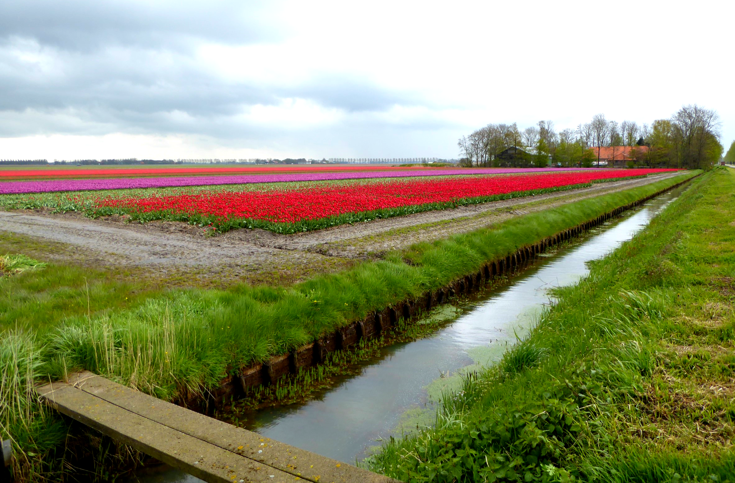 Tulips Route 2016 Holland