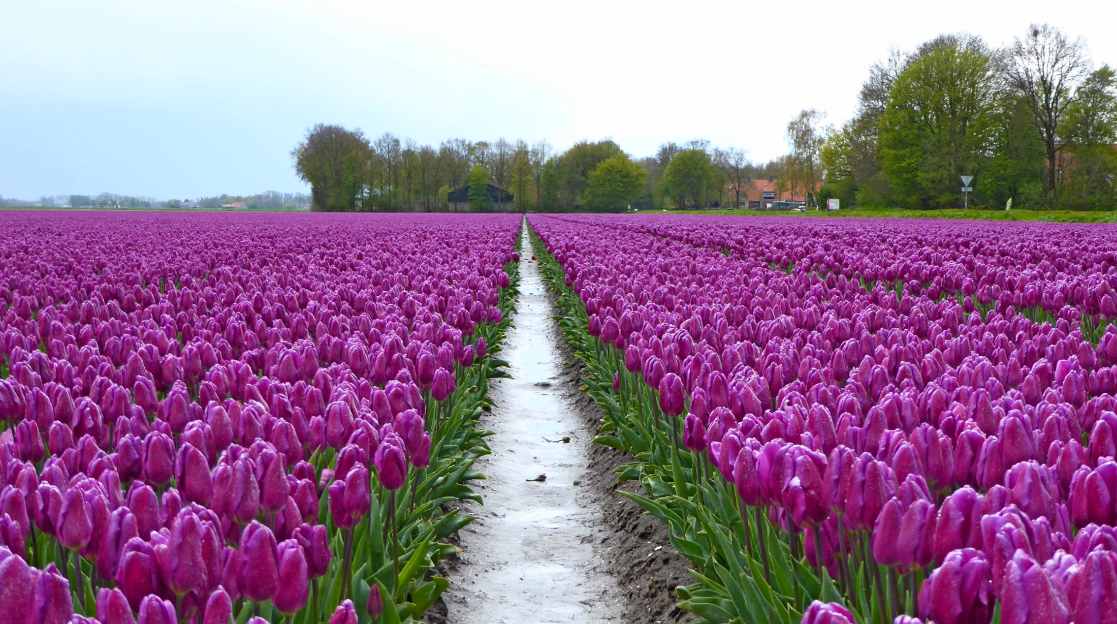 Tulip Route 2016 Holland