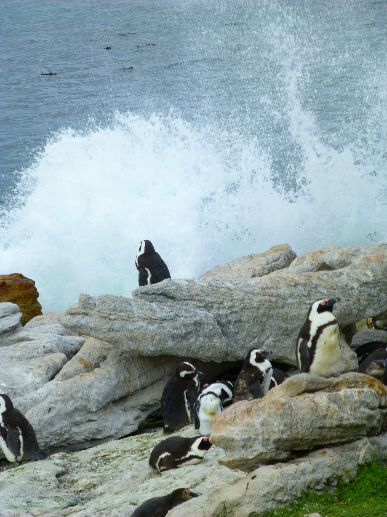 pinguïns van Betty's Bay, Zuid Afrika