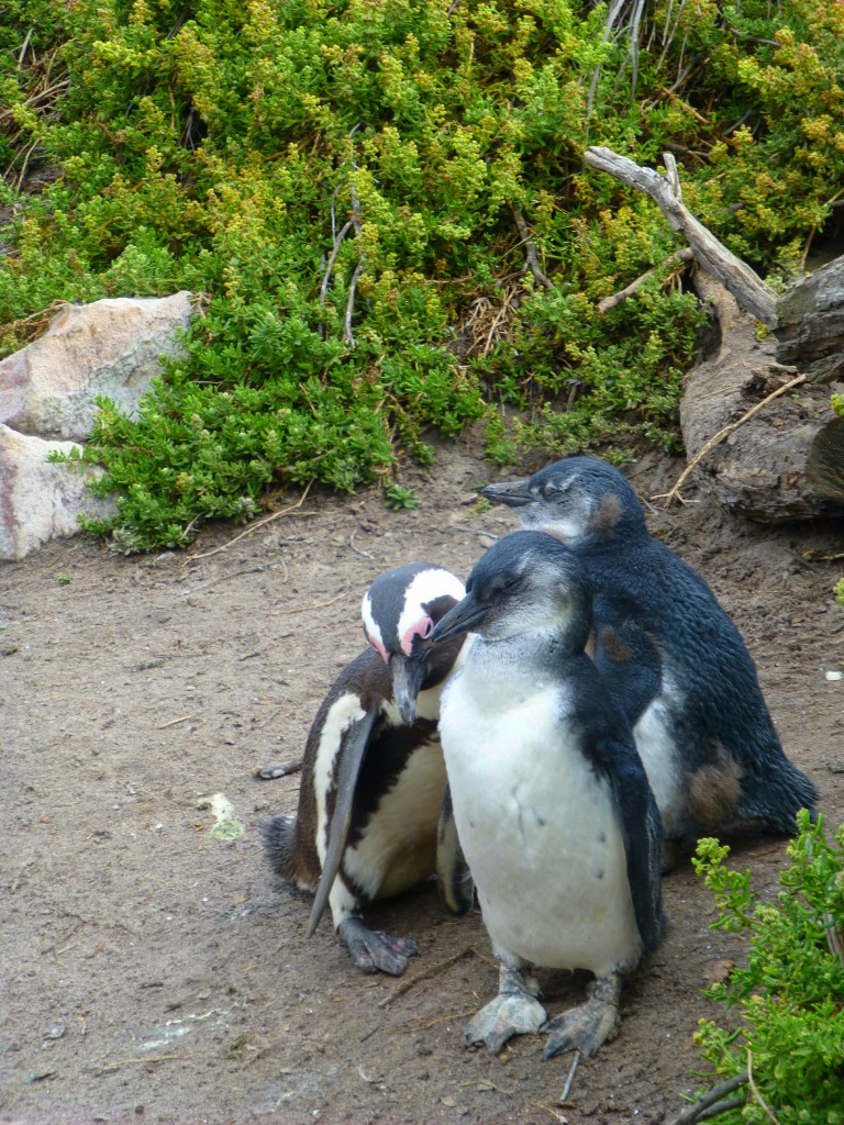 pinguïns van Betty's Bay, Zuid Afrika