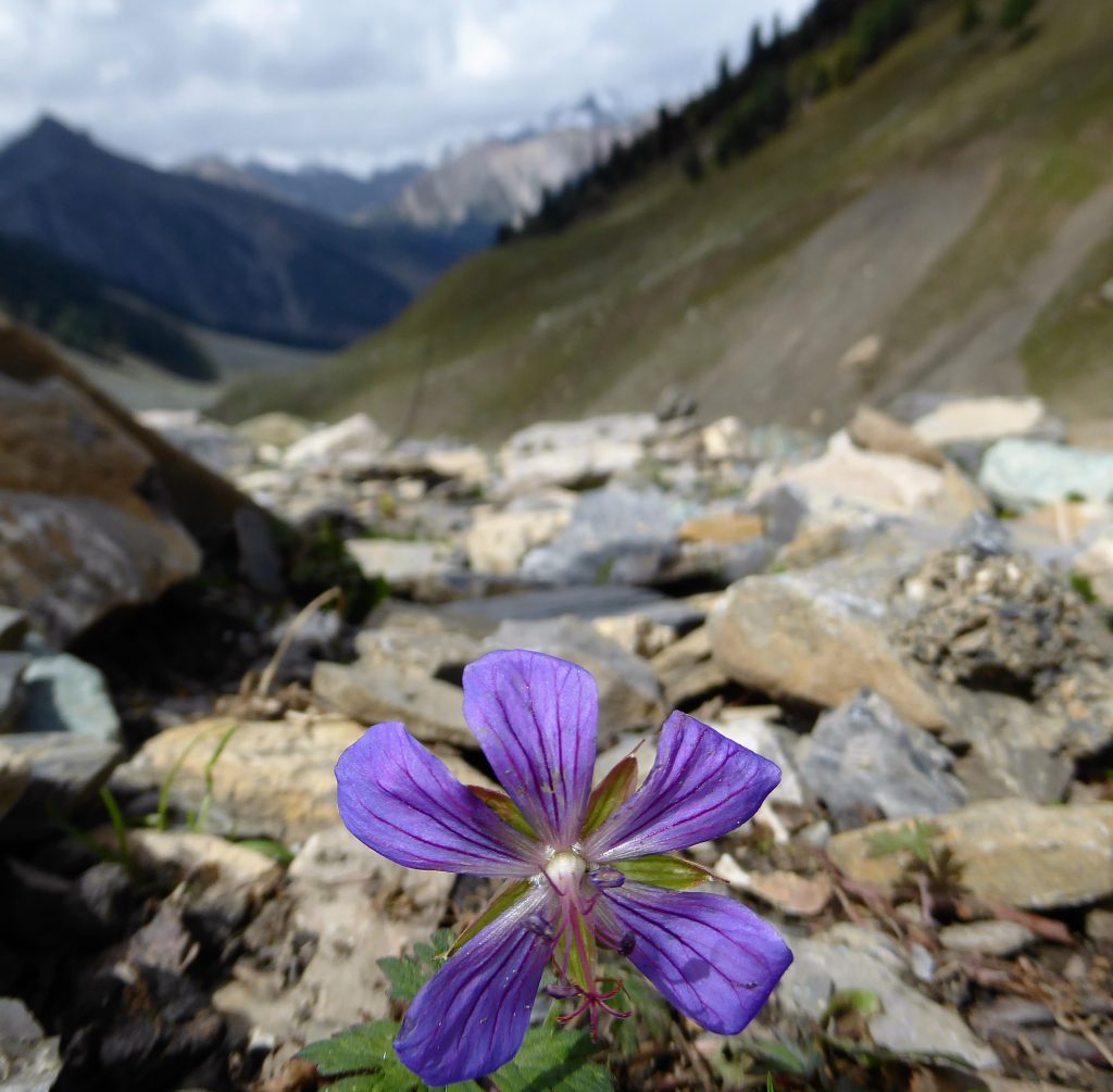 Thajiwas Gletsjer Sonamarg