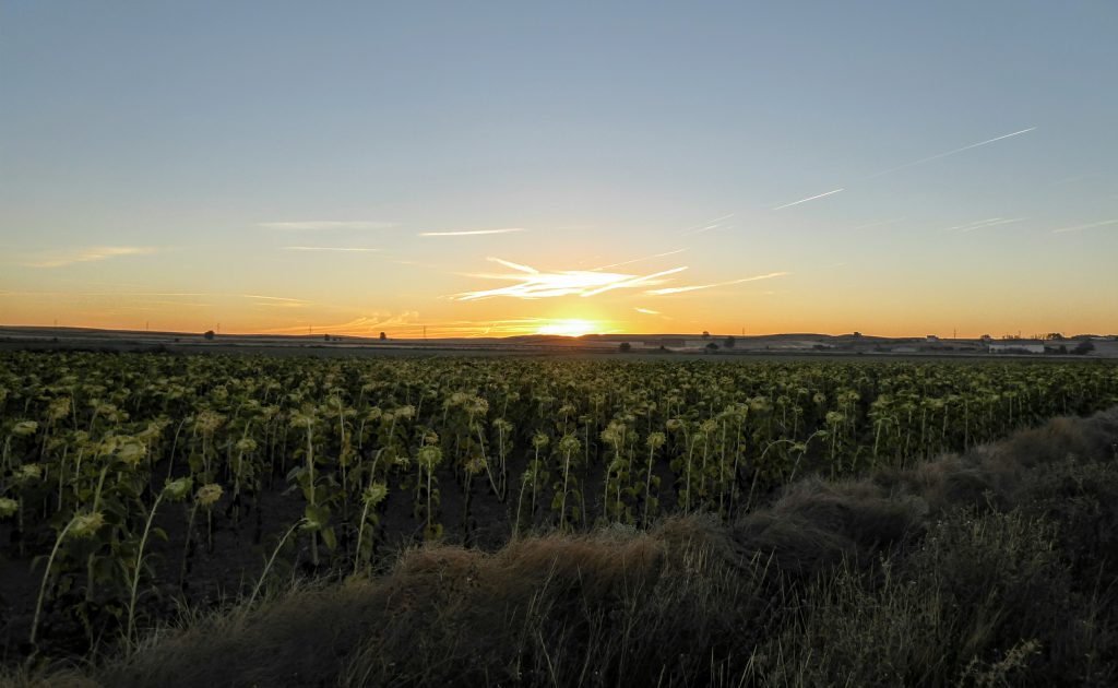 Camino Frances