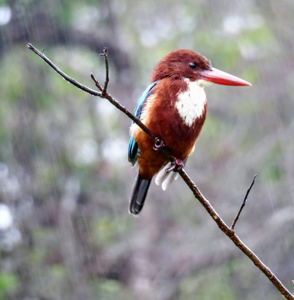 Kaudulla NP, Sri Lanka