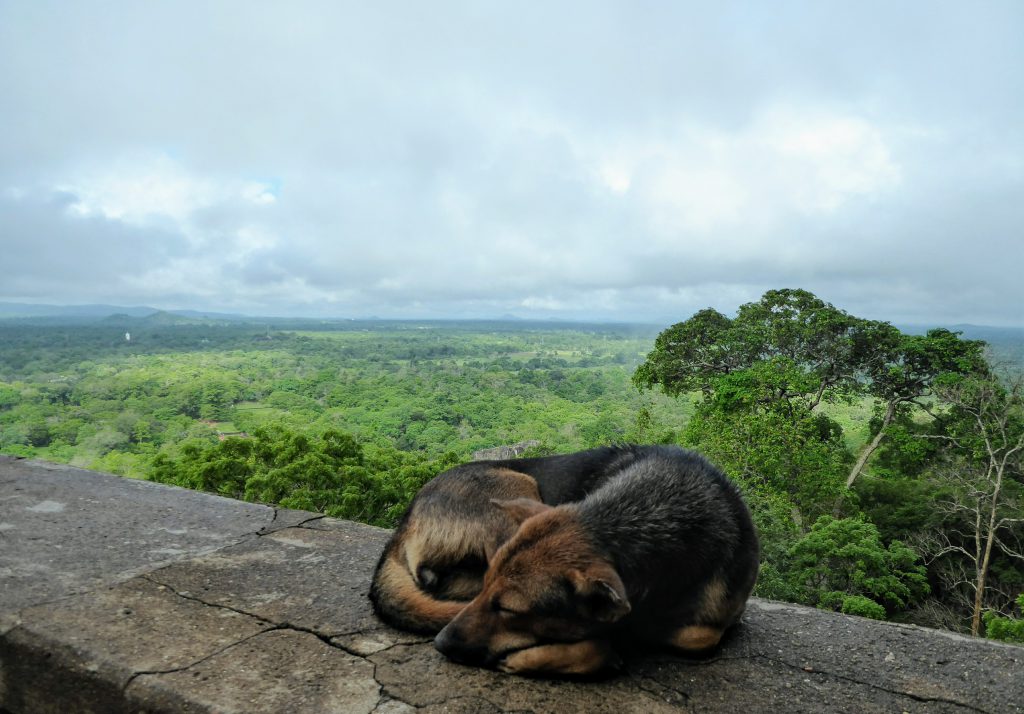 10 days in the lush green and clean Sri Lanka