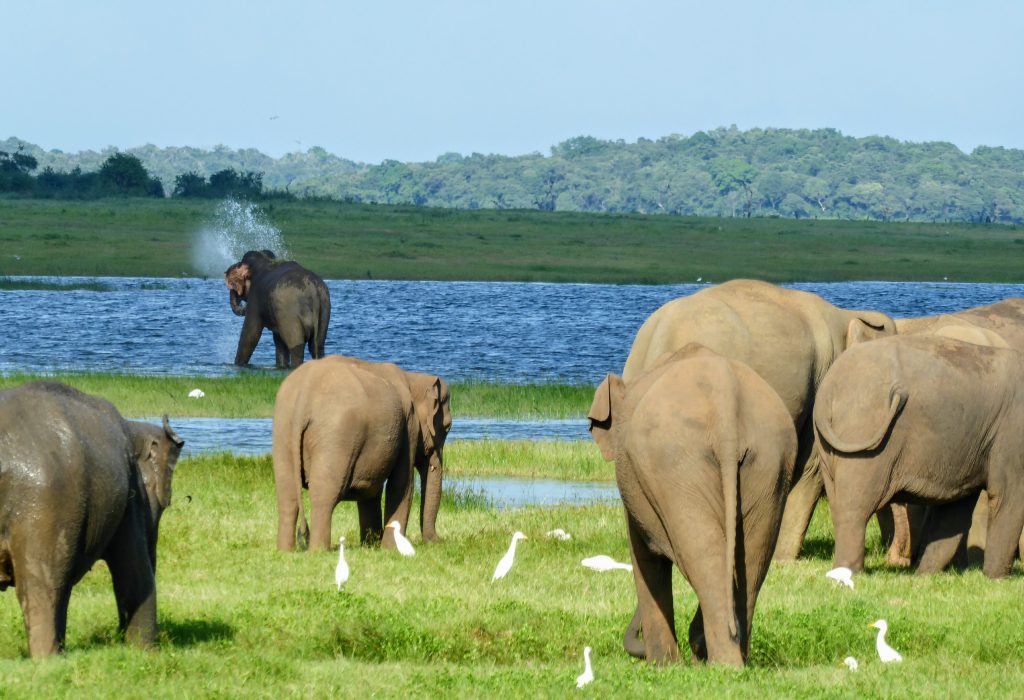 10 dagen op het schone en groene Sri Lanka