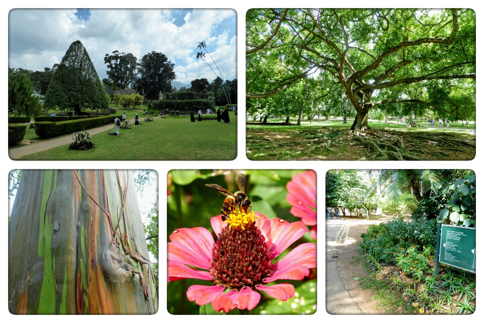 Royal Botanical Garden, Kandy - Sri Lanka