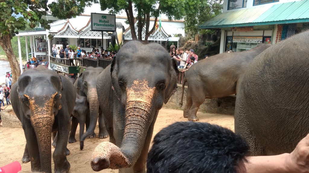 Pinnewala Elephant Orphanage, Sri Lanka