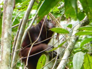 Jungle van Kota Kinabatangan